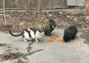 Buddy the Cat and his Friends